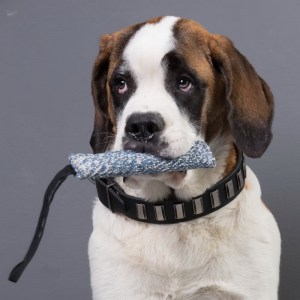 Короткая кусалка из french linen для московской сторожевой «Agility training»
